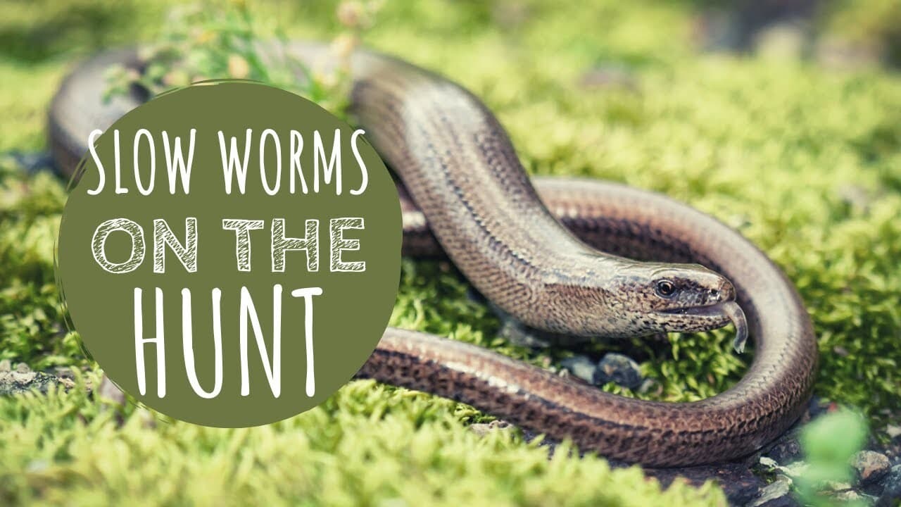 Slow Worms Feeding at Night