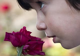 Our senses