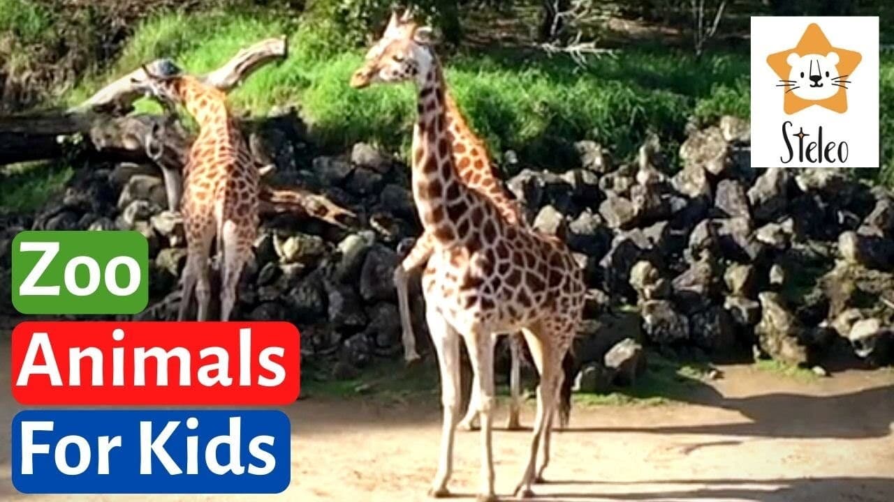 Real Life Zoo Animals