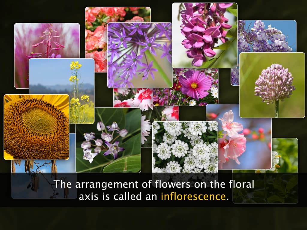 The Inflorescence