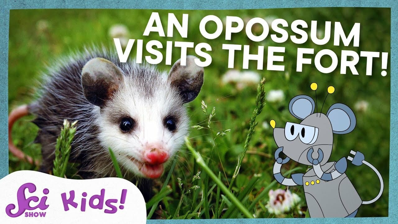 Meet the Marsupials! | SciShow Kids