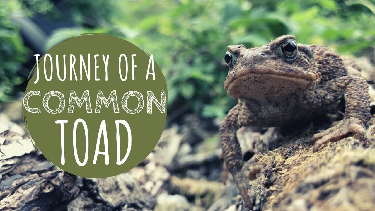 Toads on the Hunt