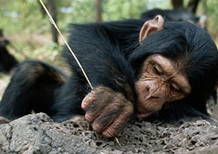 Chimps choosing materials