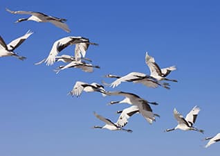 Migratory birds