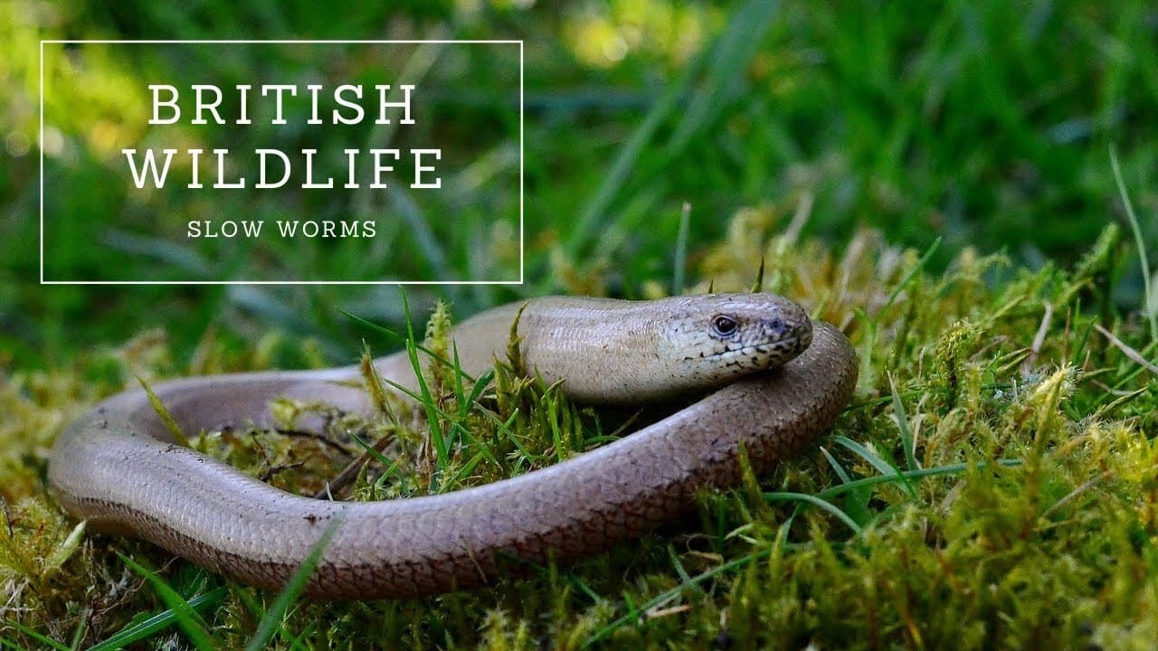 Slow Worms: The Complete Guide
