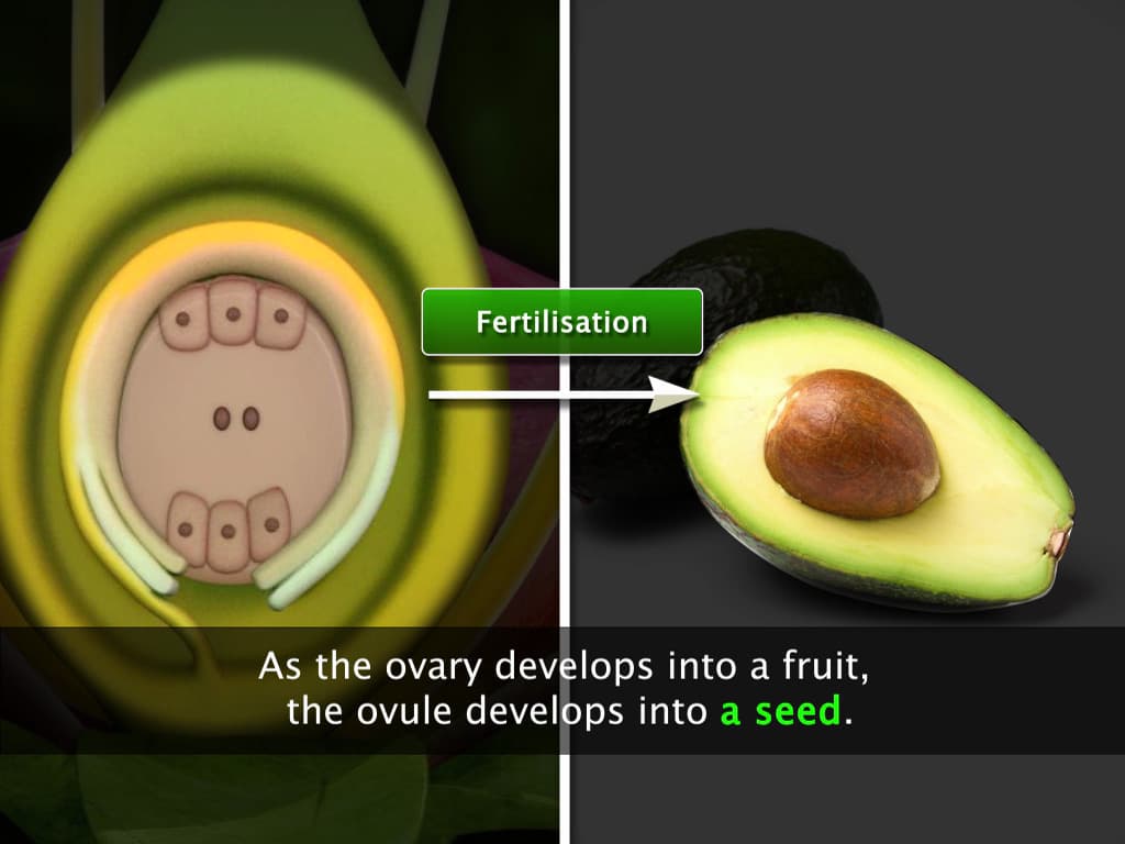 The Seed