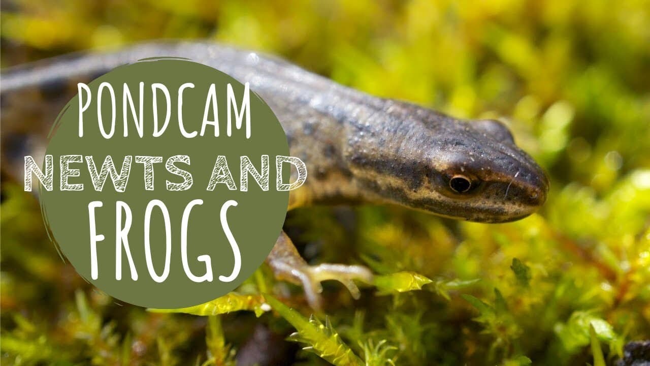 Underwater Footage of Newts and Frogs