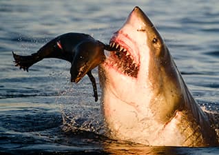Sharks and fur seals
