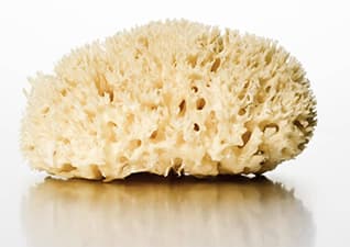 Sponges