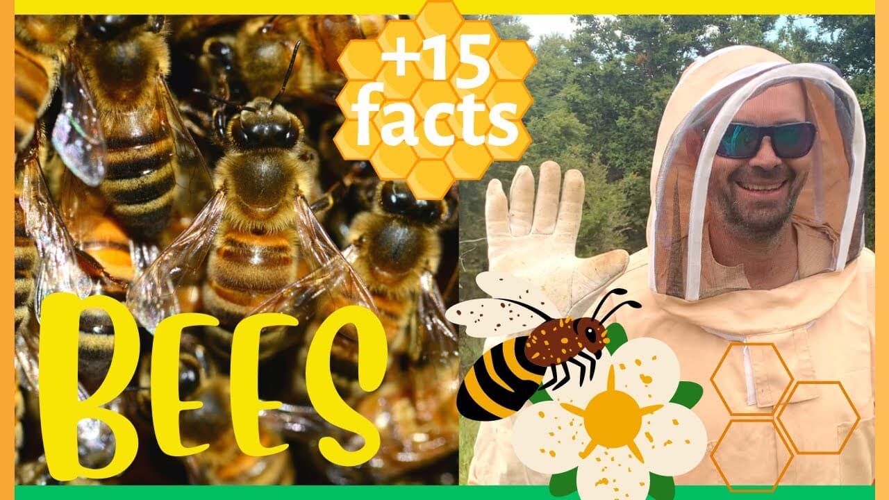 Learn about Honey Bees, Pollination, Beekeeping
