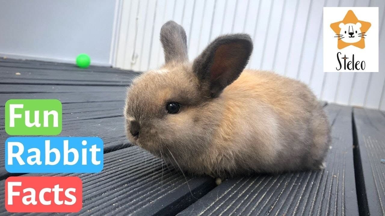 Keeping Rabbits as Pets