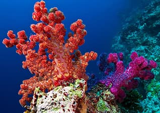 Coral reefs