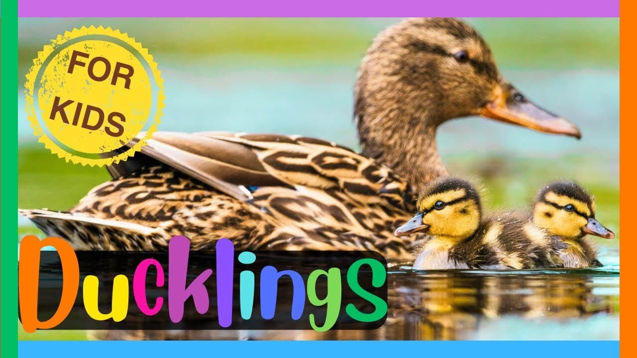 5 Duckling Facts