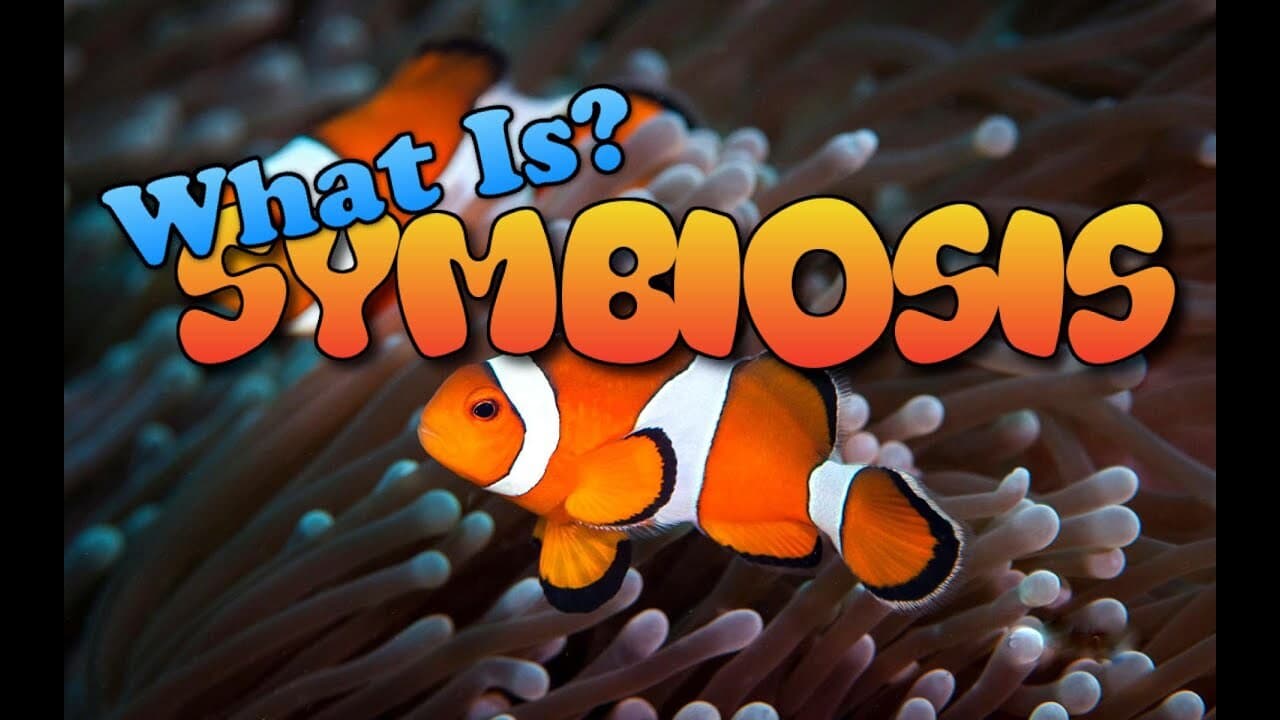 What is Symbiosis?