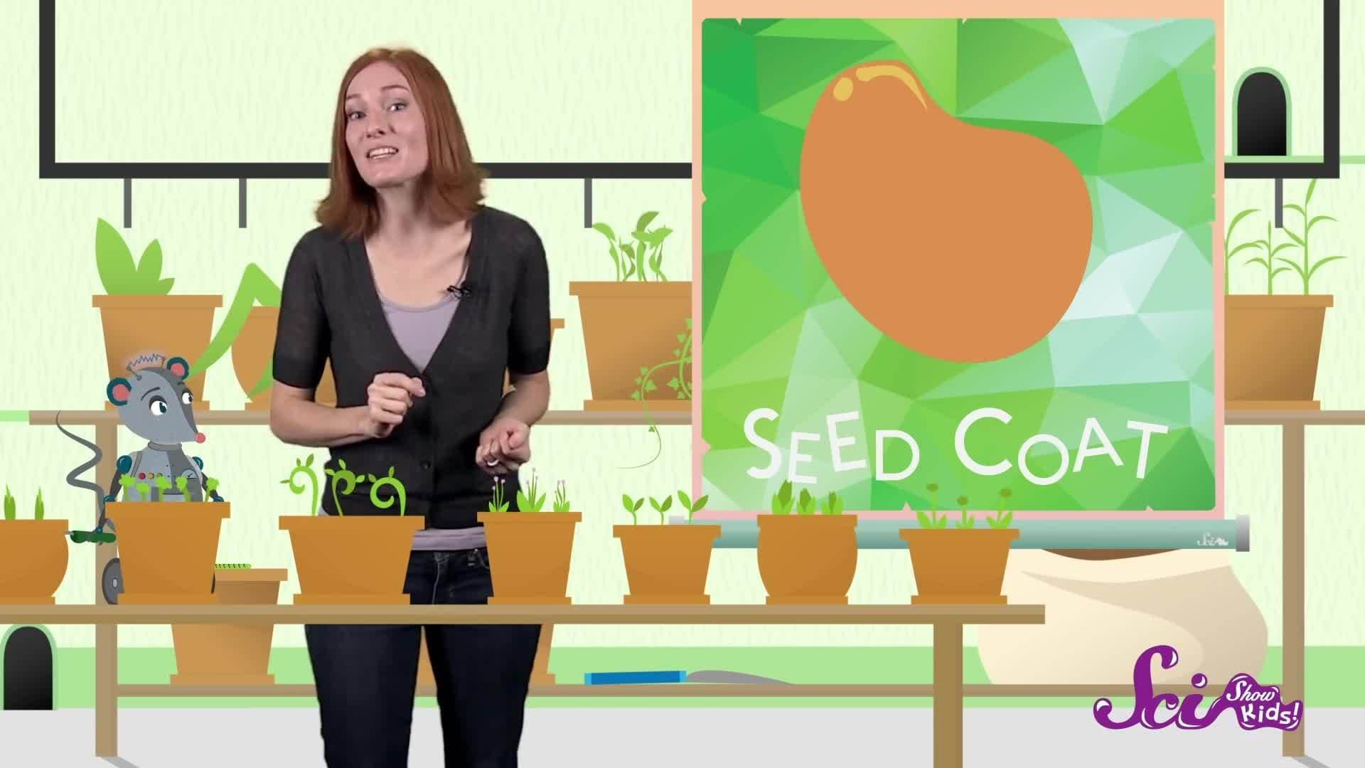 How Does A Seed Become A Plant?