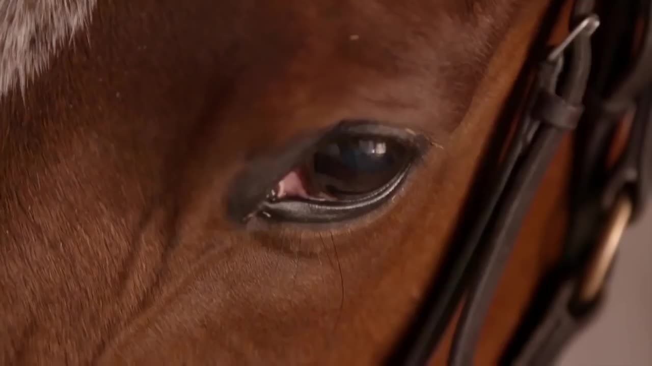 Horses!  Learn about Horses for Children