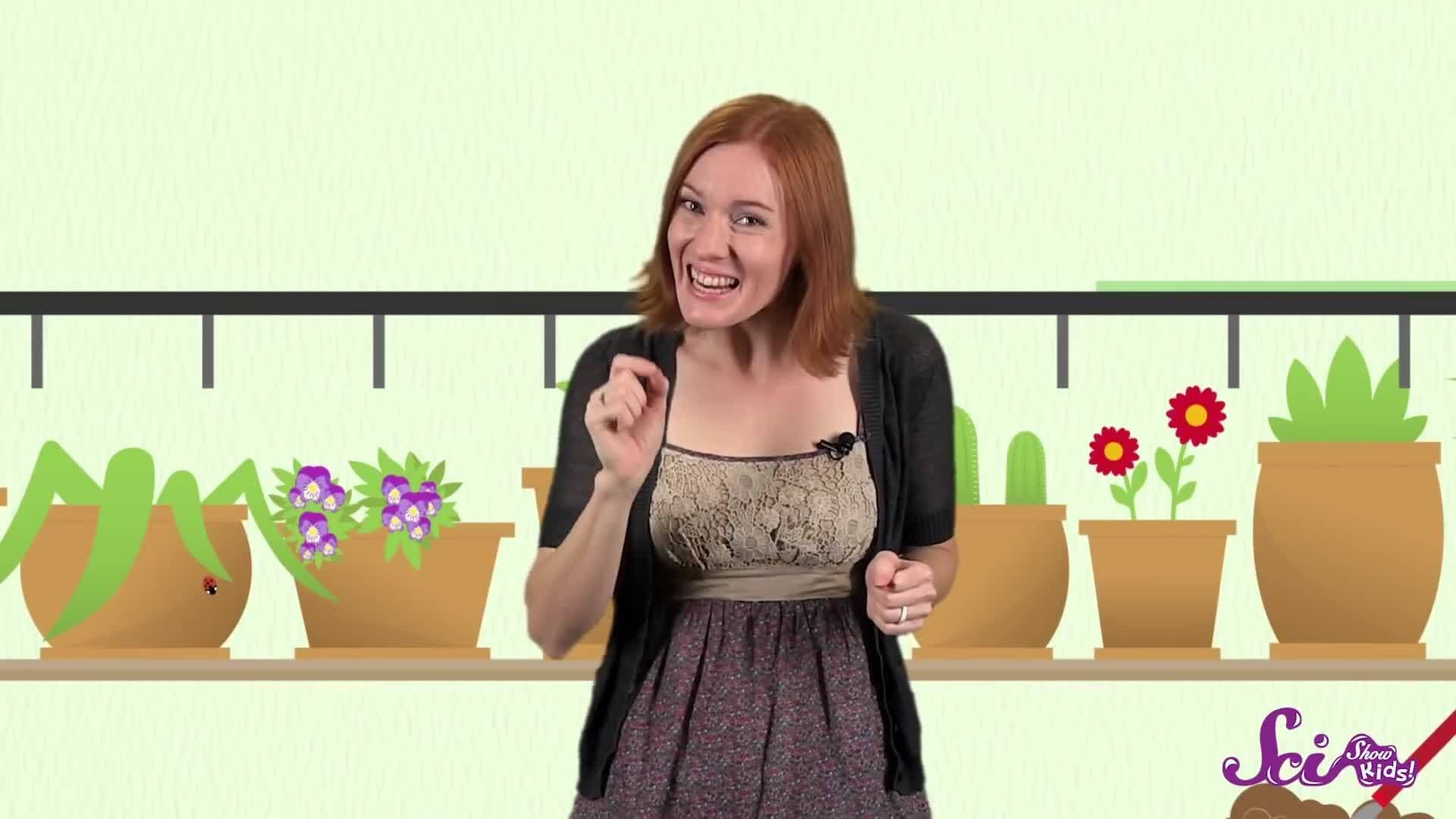 How a Caterpillar Becomes a Butterfly