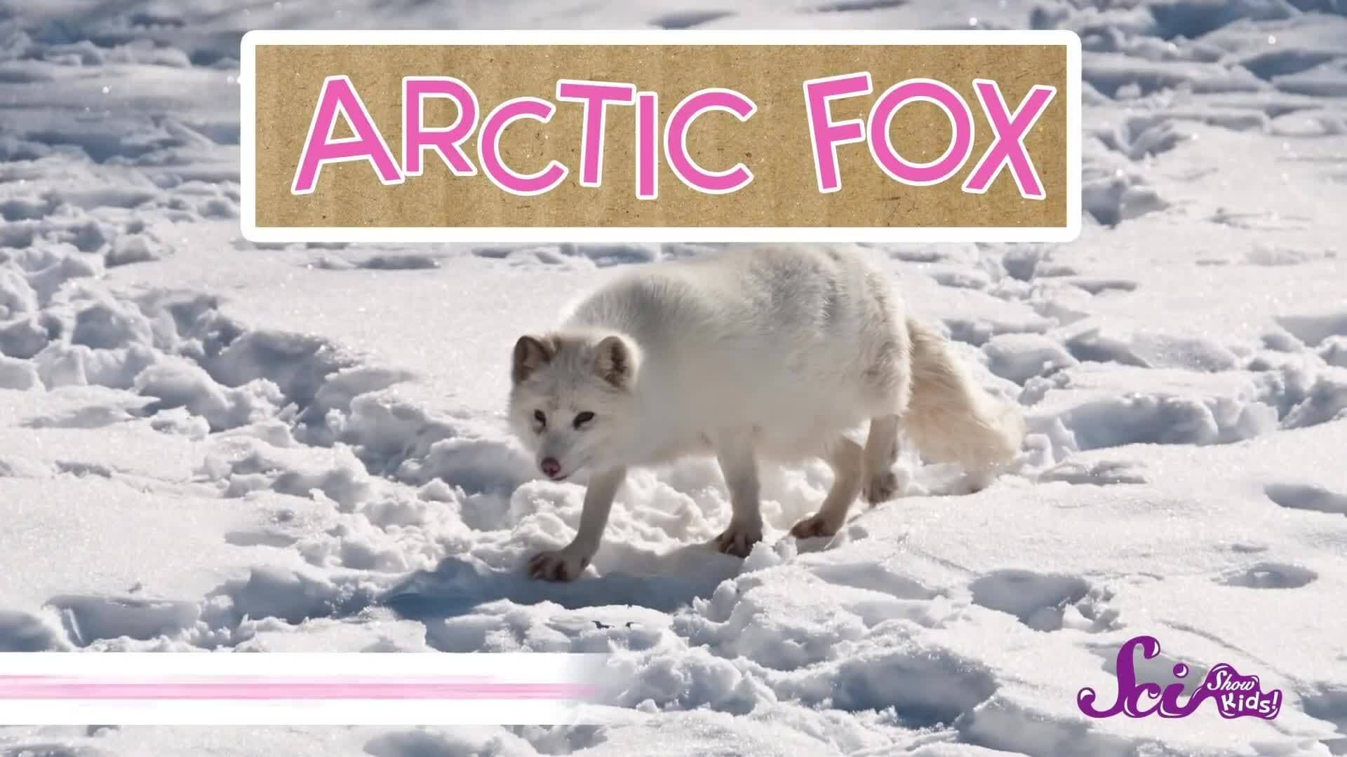 Animals with Winter Coats!