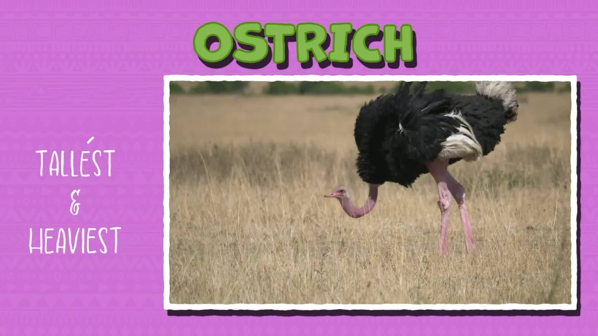 I WONDER - What Is The Largest Bird In The World?