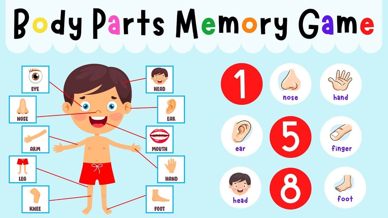 Body Parts Memory Game | ESL Games | 4K