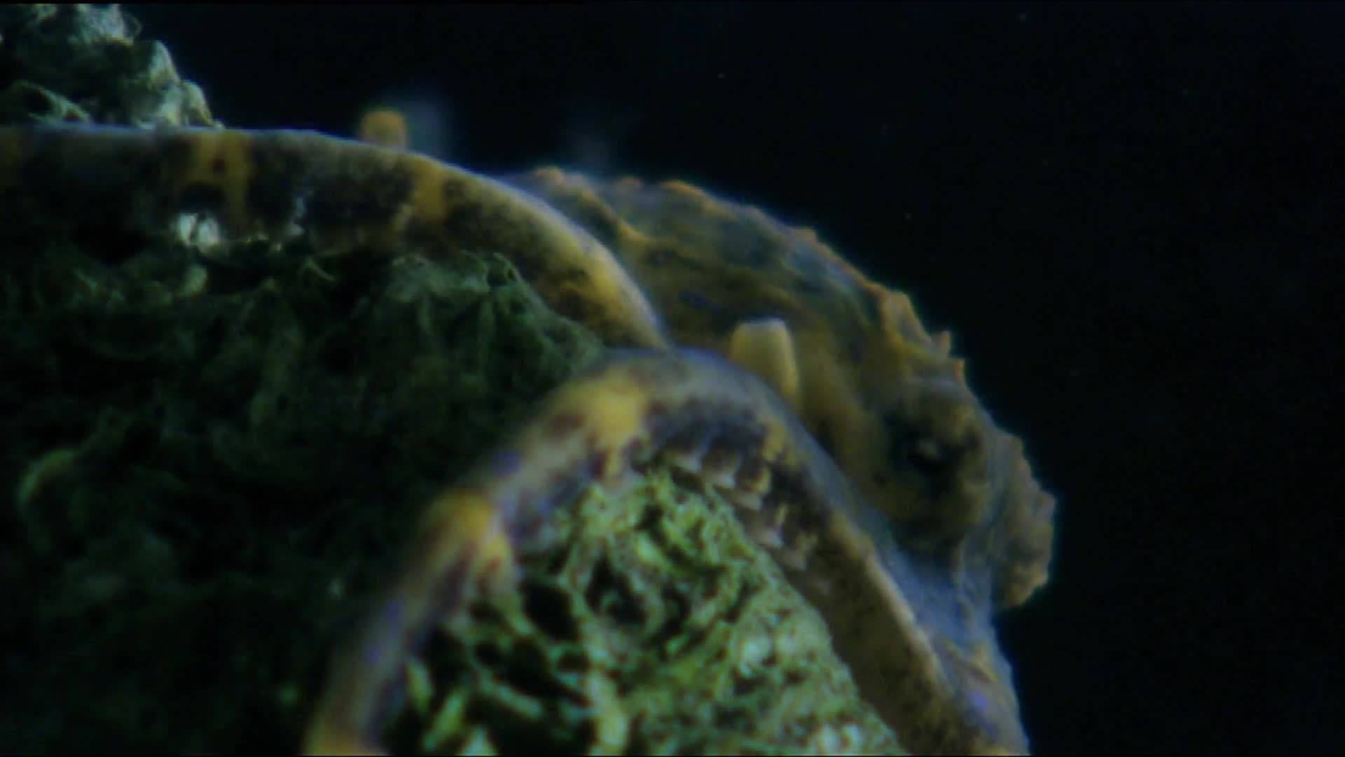 Animal Alphabet: B is for Blue Ringed Octopus