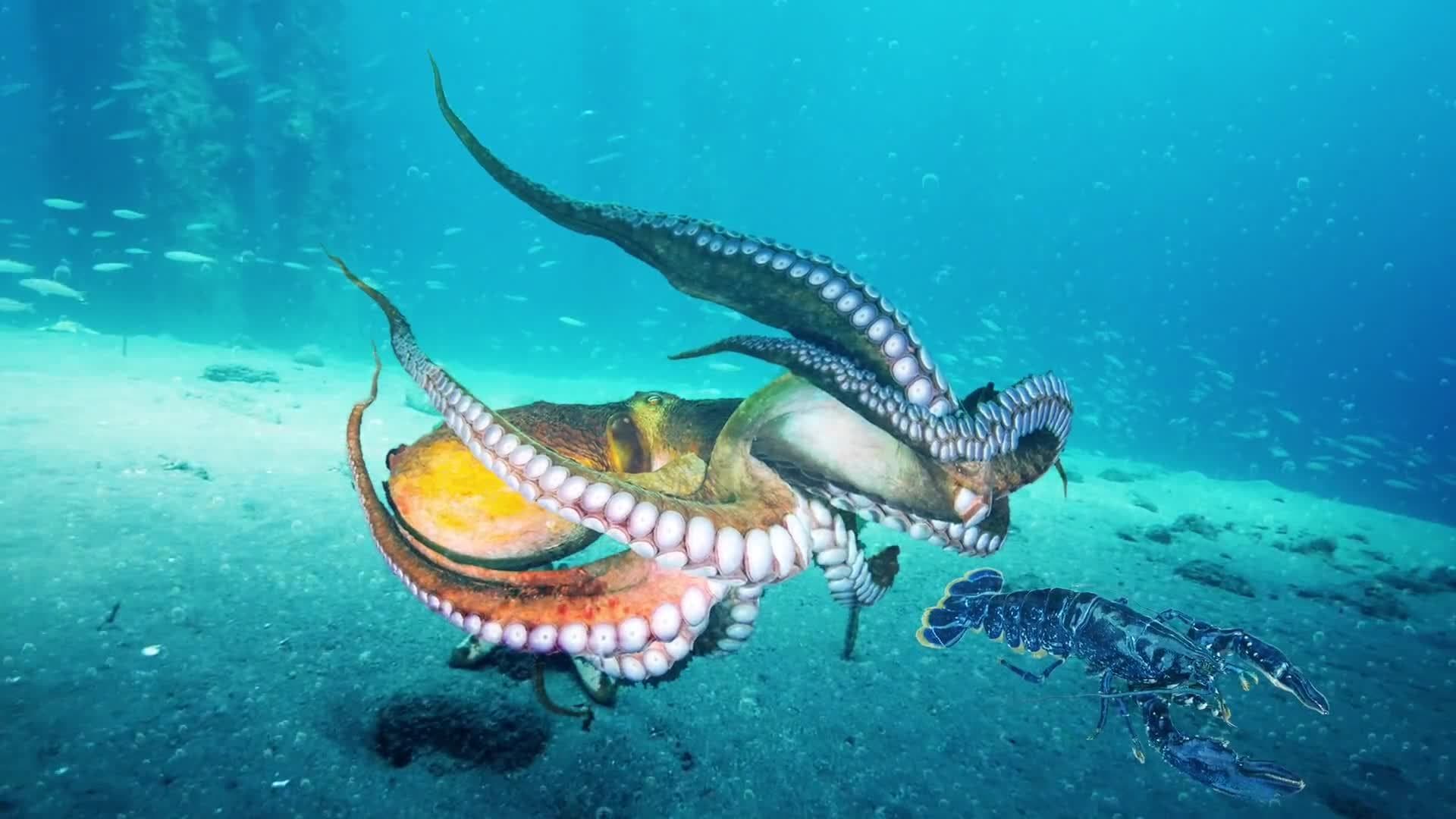 Science Kids - The Amazing Octopus