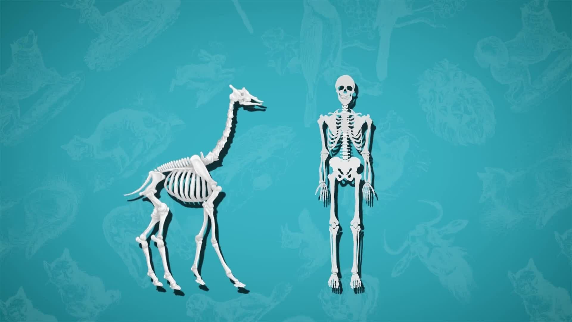 I WONDER - How Long Is A Giraffe's Neck?