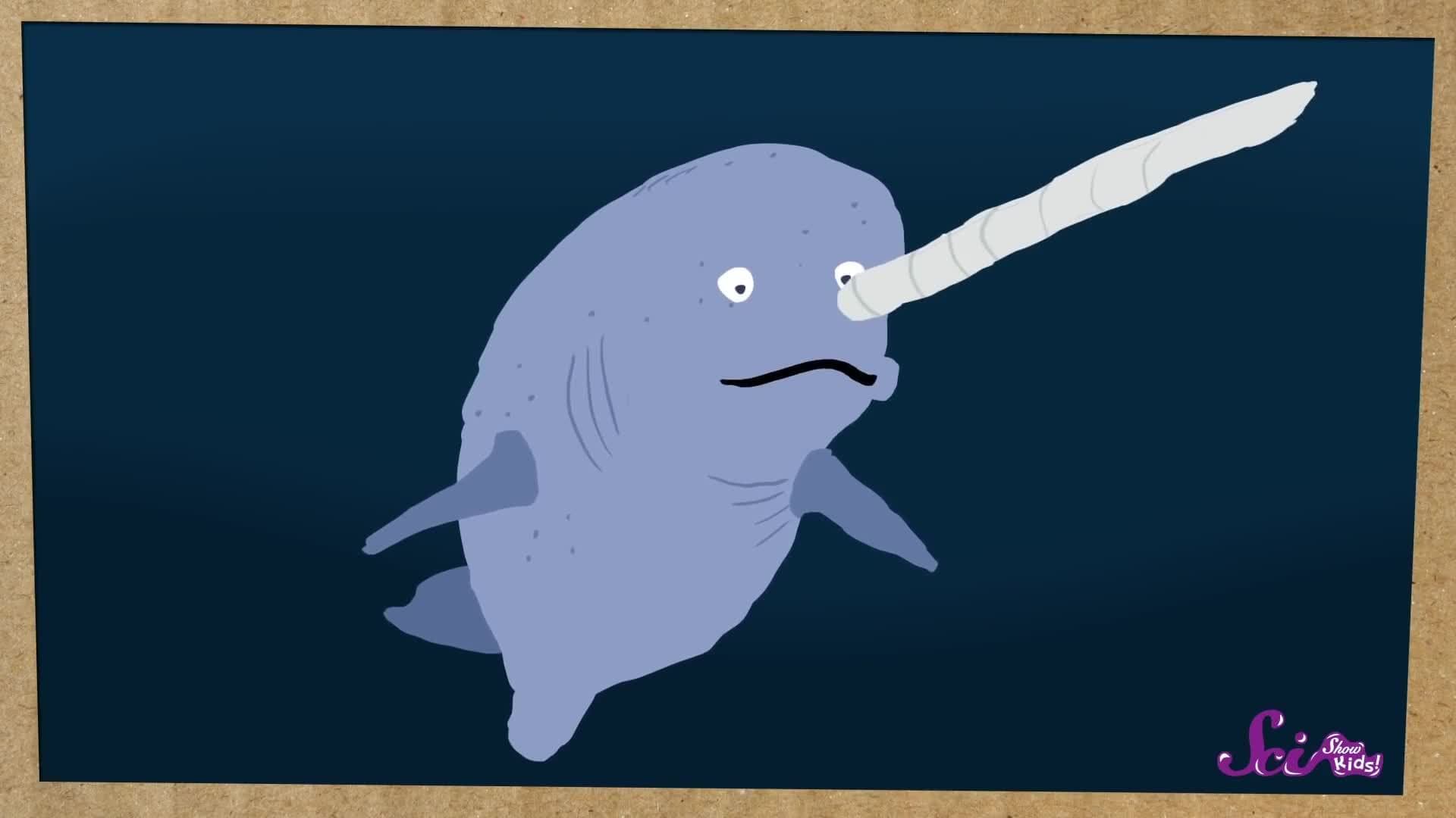 Narwhals: Unicorns of the Sea!