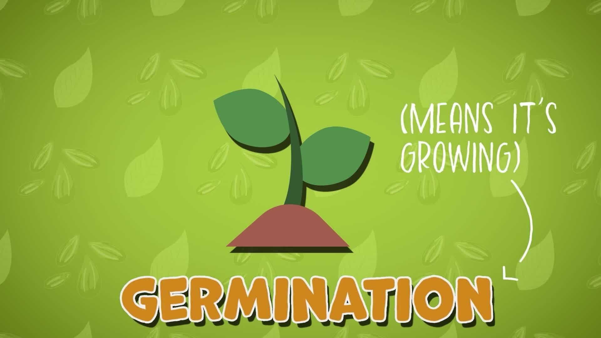 I WONDER - What Does A Seed Need?