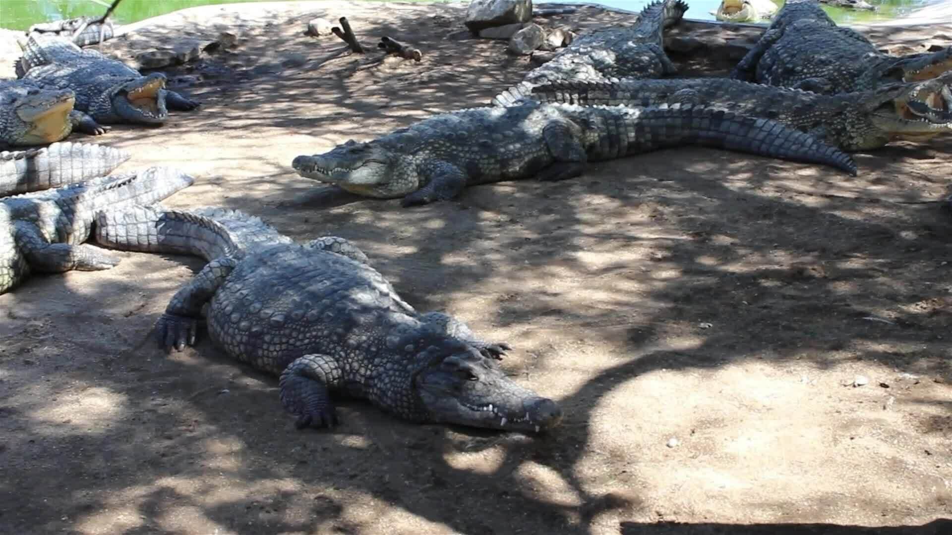 I WONDER - What Is The Difference Between A Crocodile And An Alligator?