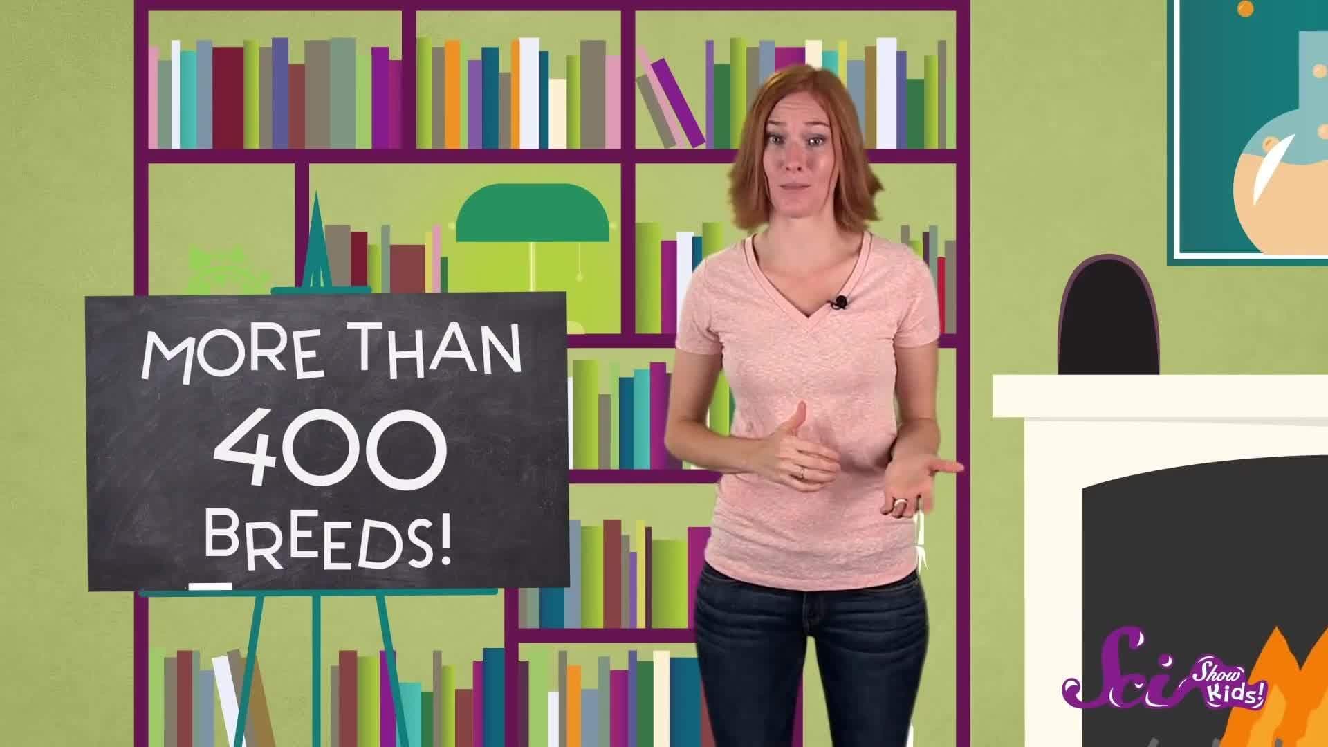 3 Amazing Facts About Dogs!