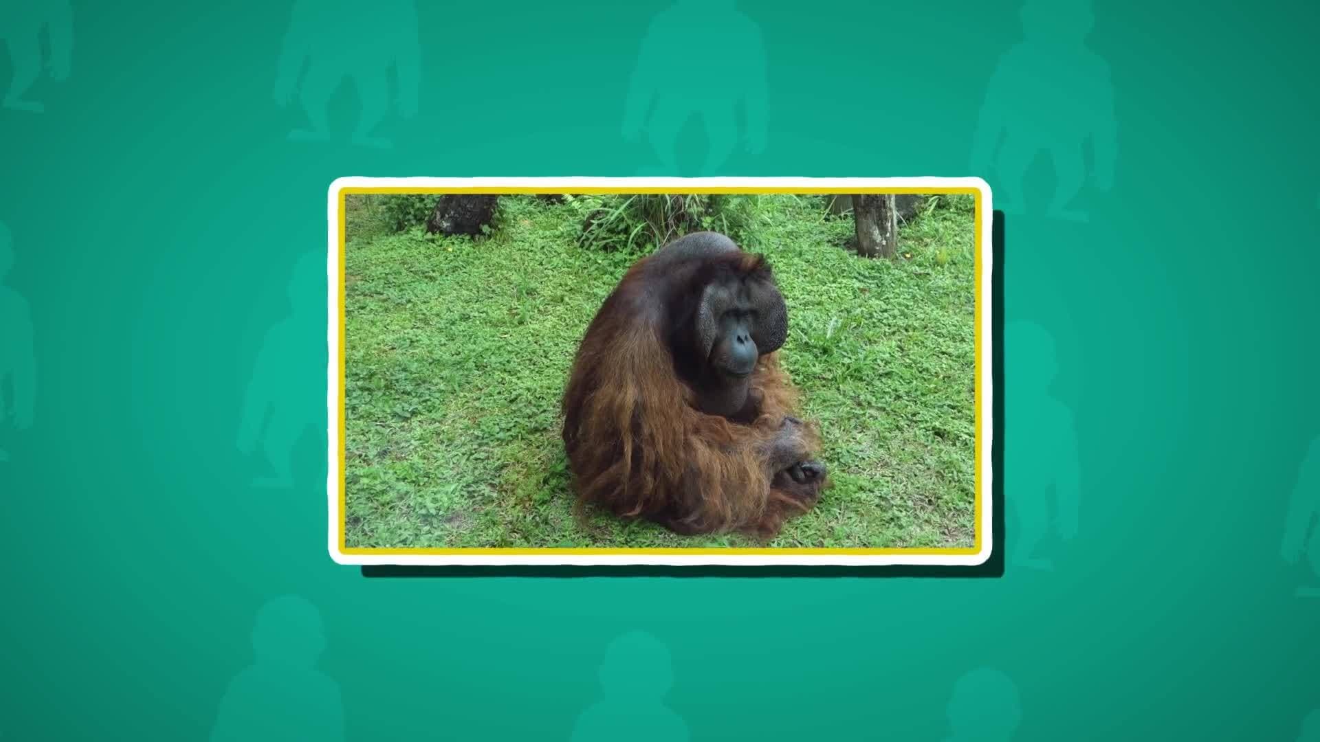 Orangutan Facts for Kids