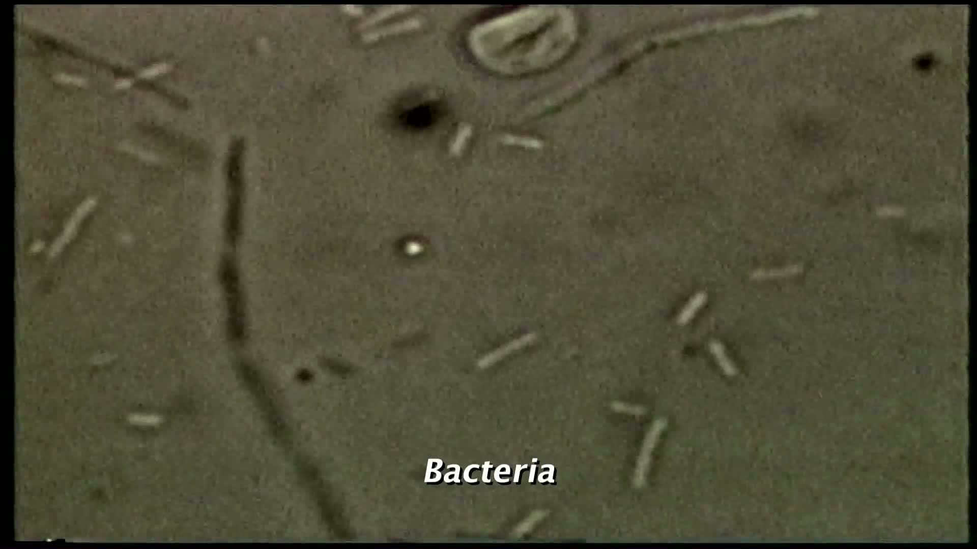 Biological Classification - Characteristics of Living Things