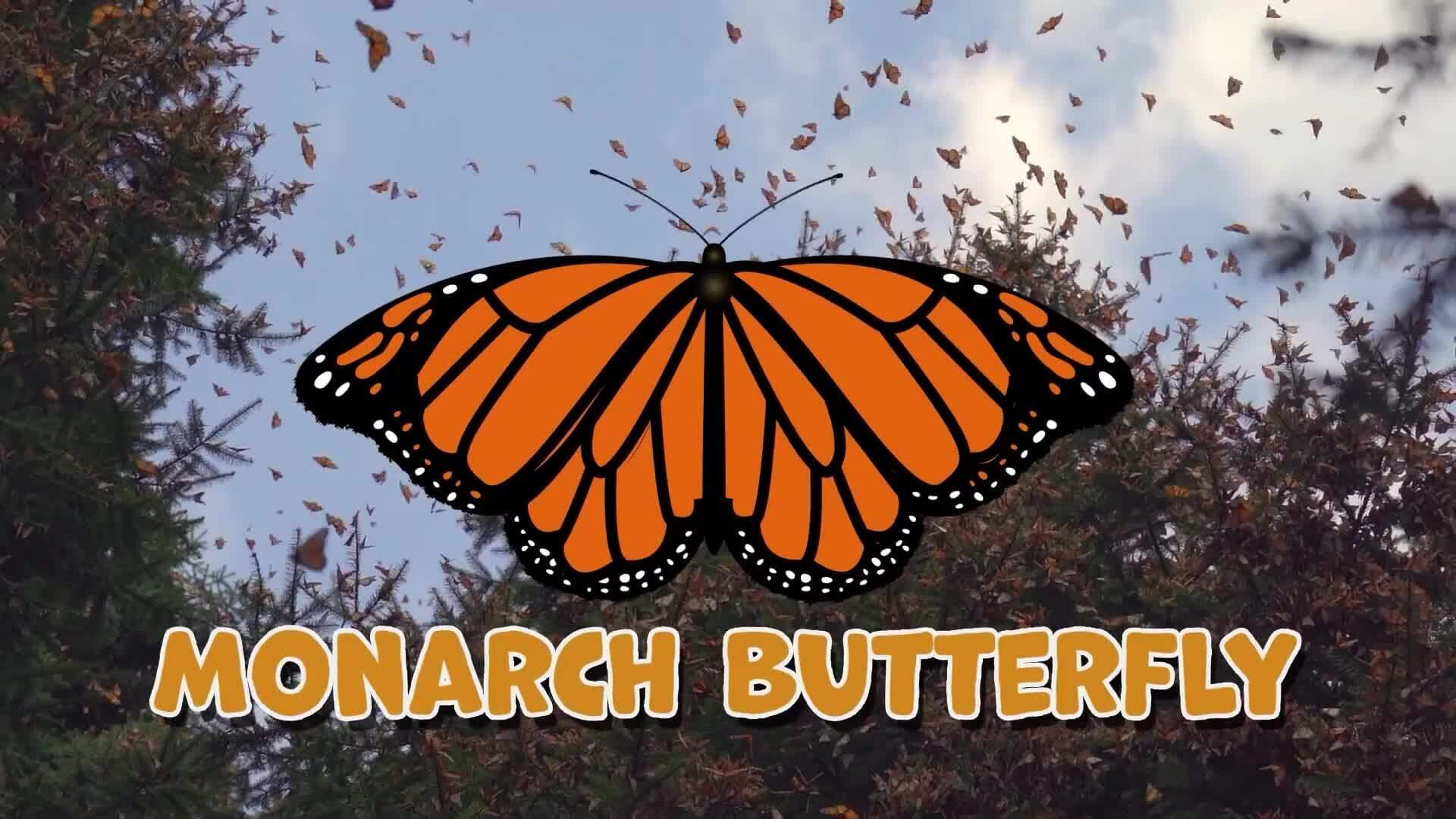 I WONDER - Do Butterflies Migrate?