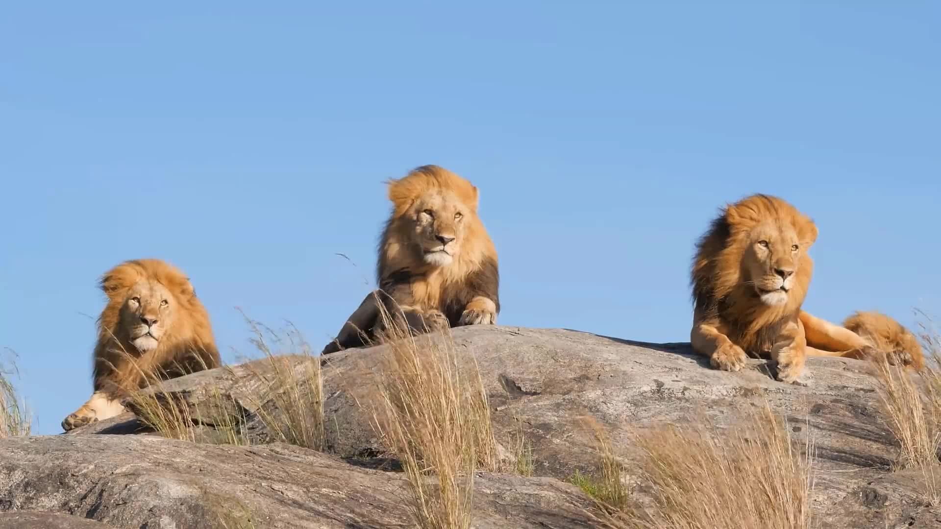 I WONDER - What Is A Group Of Lions Called?