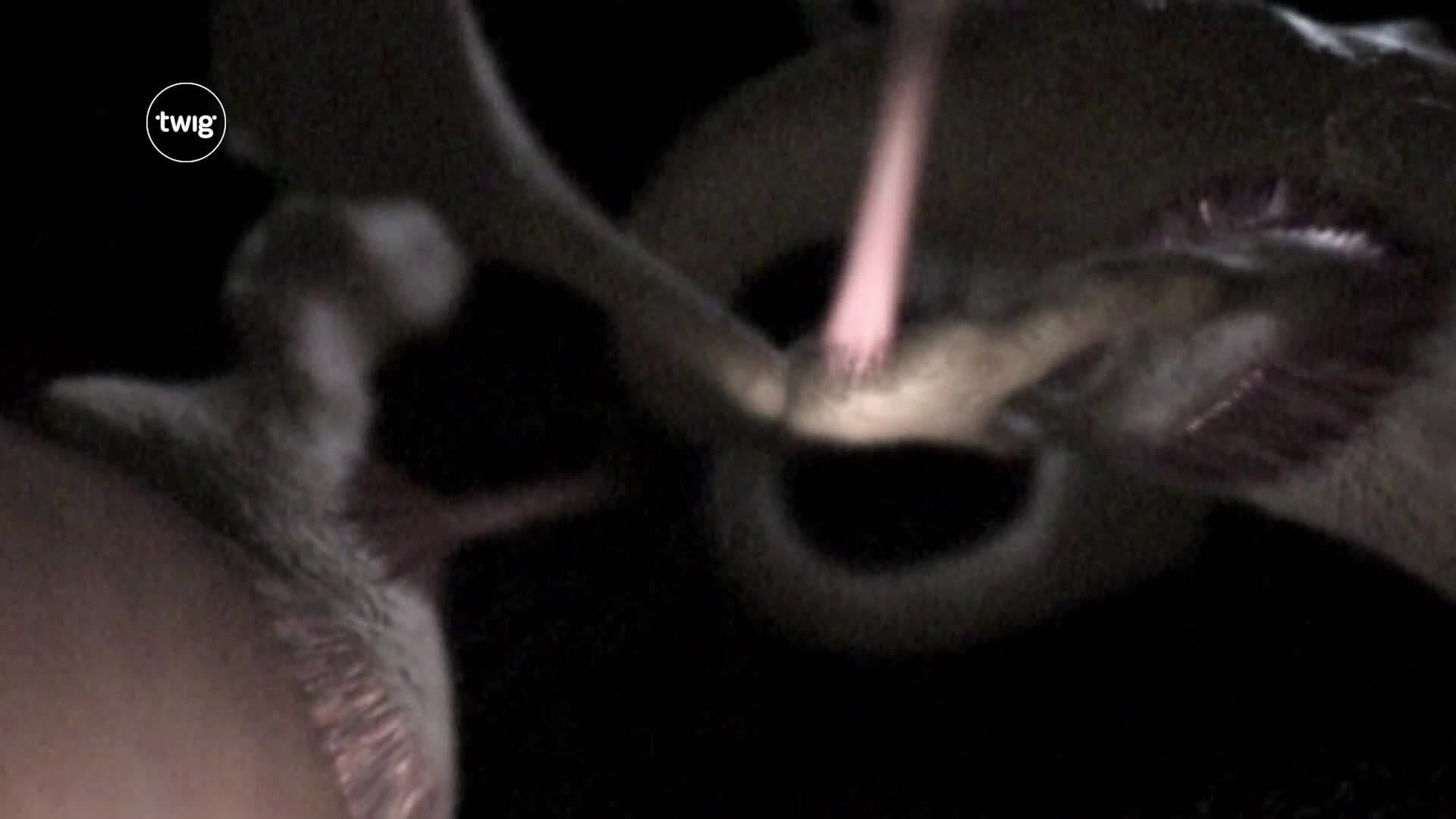 Journey through the ear