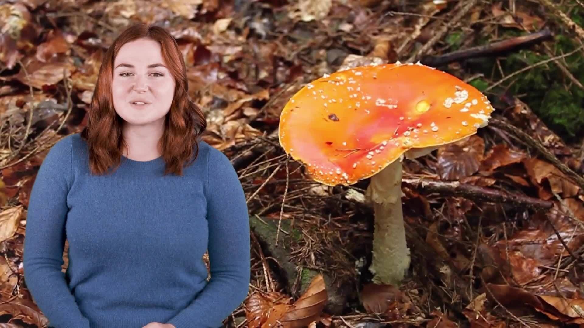 Ecosystem Dynamics: Exploring Matter and Energy Flow