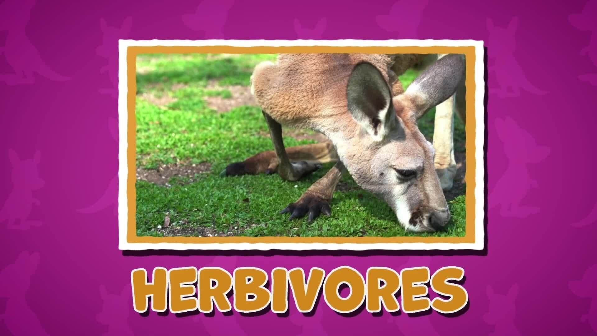 I WONDER - What Do Kangaroos Eat?