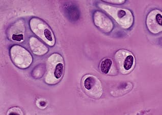 What is a Cell? - Cell Basics