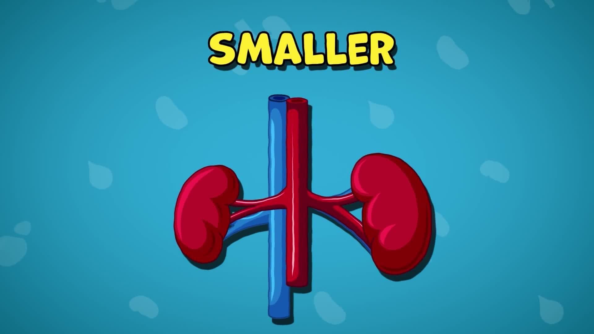 Five Facts - The Kidneys