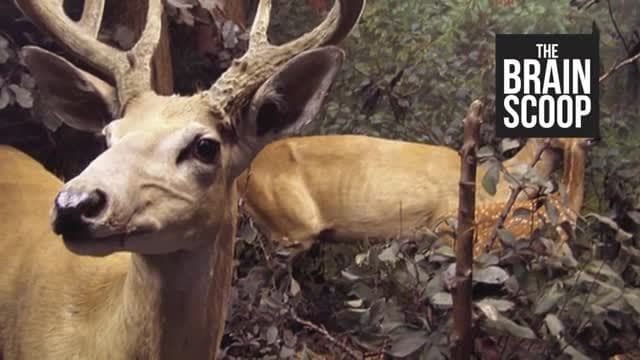 My Thoughts on Taxidermy - An Essay | Shaun Dooley and the Horniman Museum