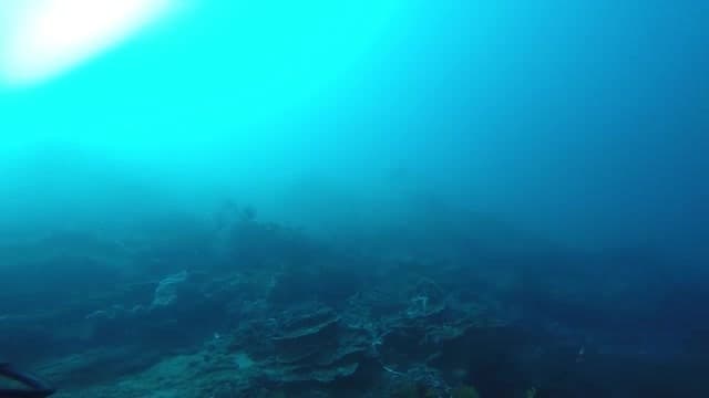 Underwater Adventure! What can YOU See? | Maddie Moate