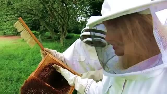 What's inside a Natural Hive? | Beekeeping with Maddie #14