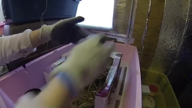 The Hedgehog Hogspital | Maddie Moate