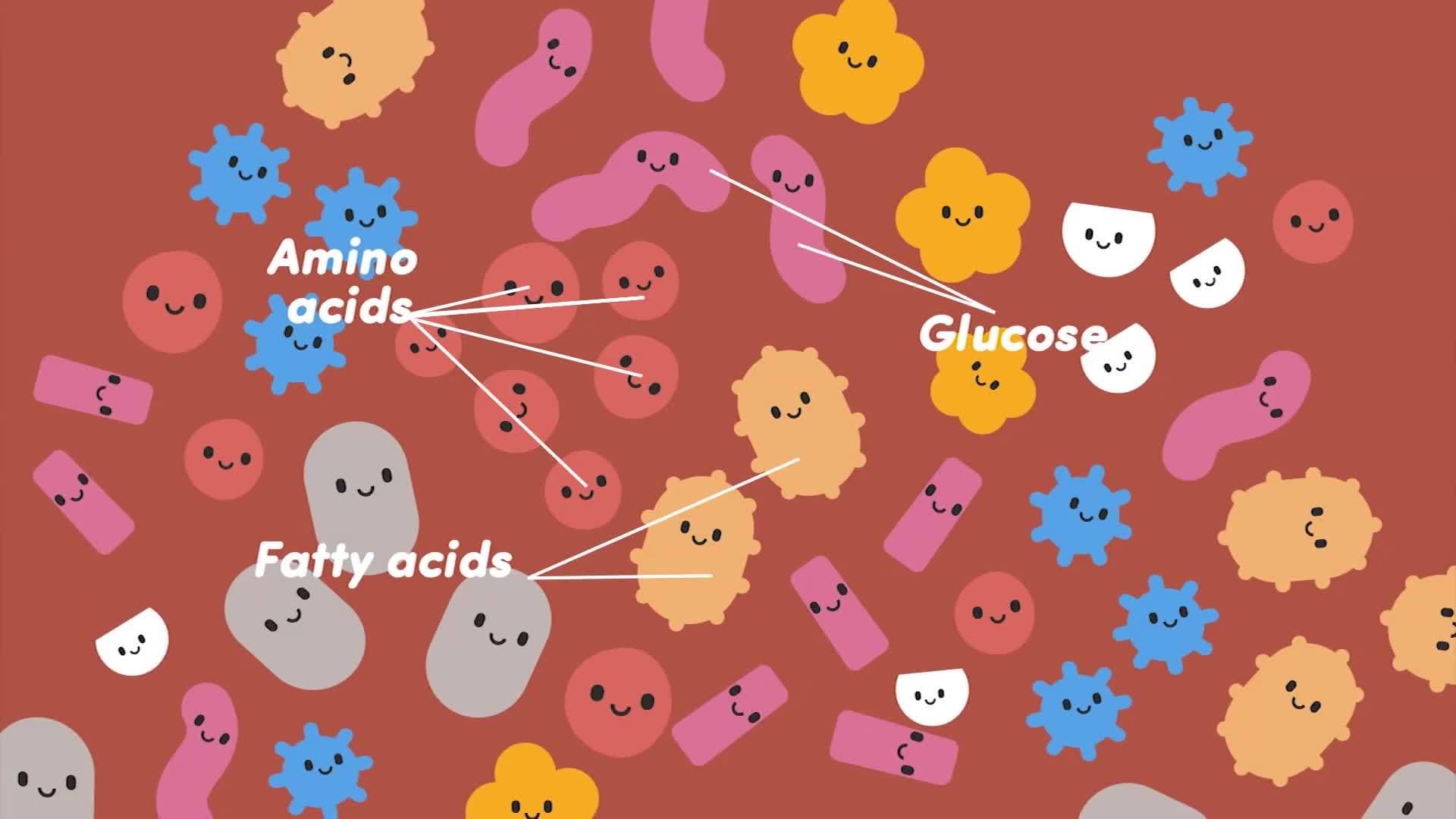 TED-Ed: How does your body know you're full? - Hilary Coller