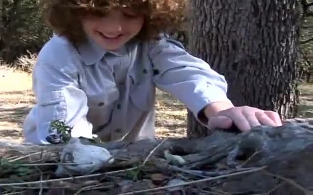 The Emperor Scorpion