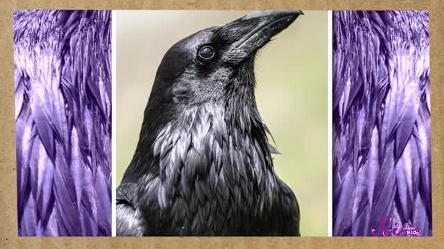 4 Things You Didn't Know About Ravens