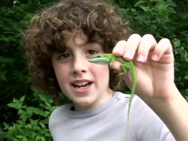 The Green Anole