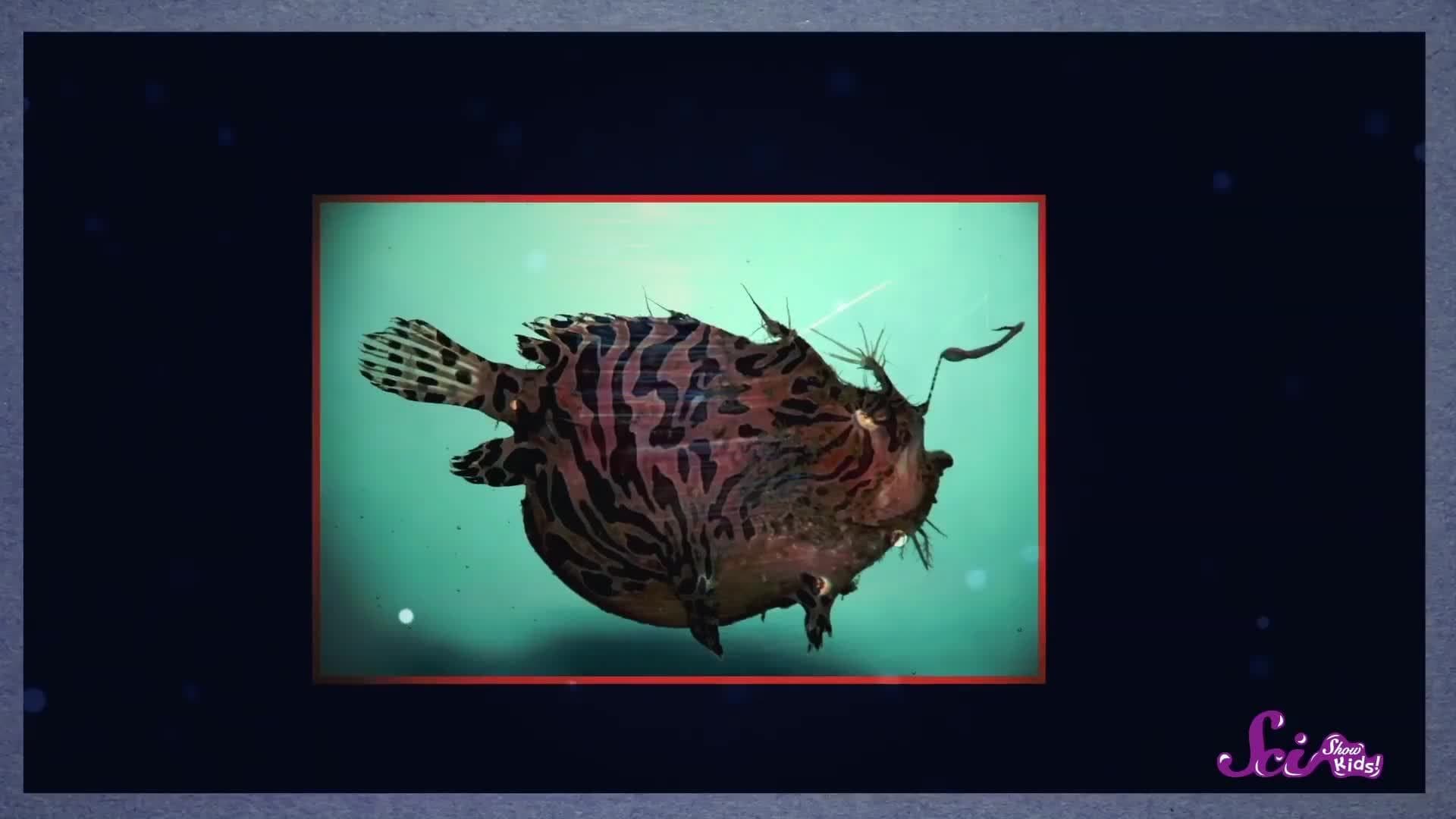 Glowing Ocean Animals!