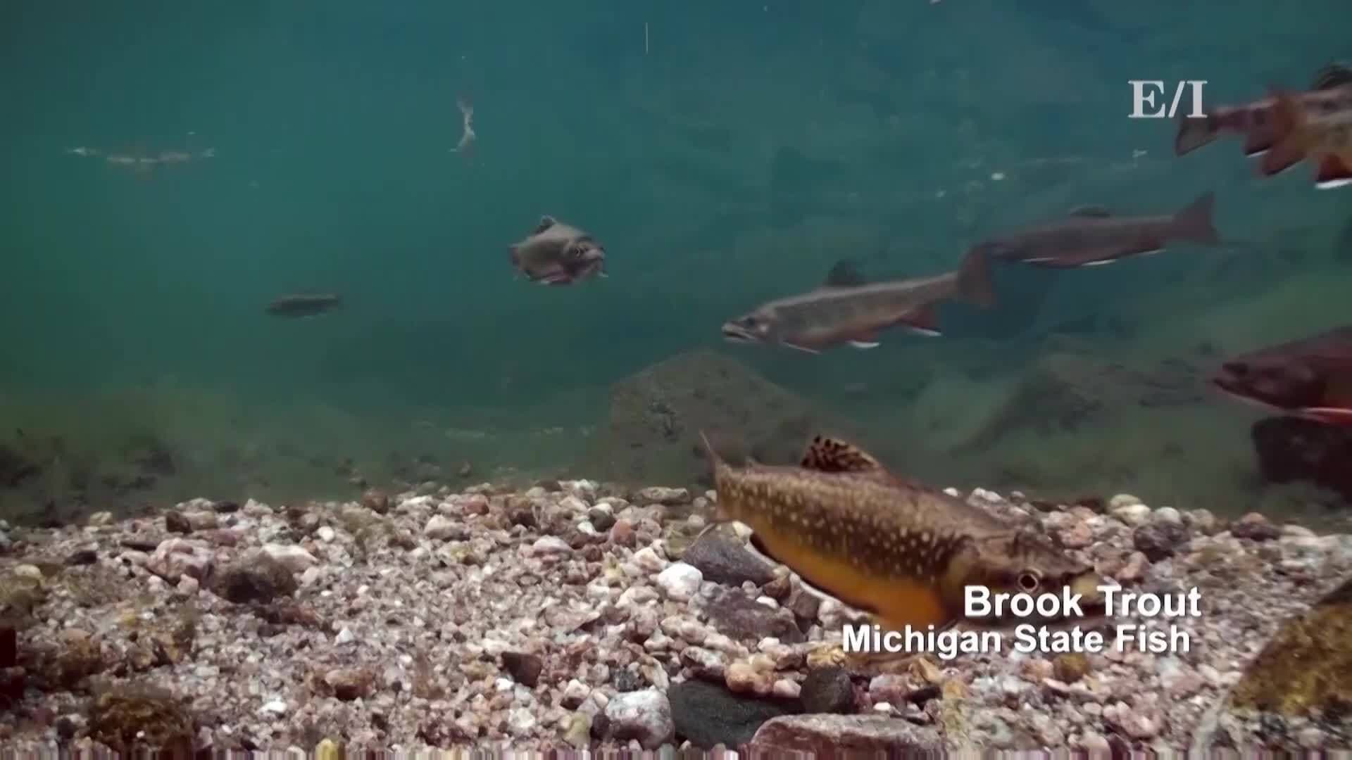 How to start Trout Fishing